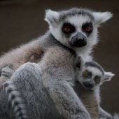 Kassai régió: Lemur Kata, ZOO Košice