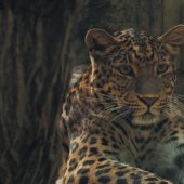 Košický kraj: Leopard Čínsky, ZOO Košice