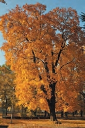 OBEC KALNÁ NAD HRONOM: 